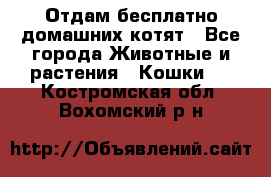 Отдам бесплатно домашних котят - Все города Животные и растения » Кошки   . Костромская обл.,Вохомский р-н